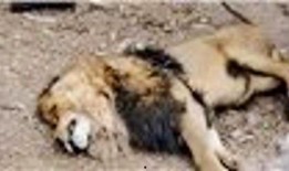 狮子吃瓜么,揭秘野生动物的饮食习惯