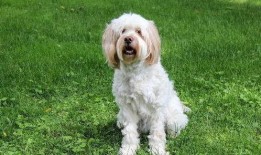 水瓜狗狗可以吃吗,宠物饮食指南揭秘