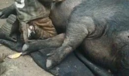 沙雕小羊吃瓜,沙雕小羊的瓜田奇遇记