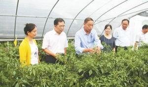 岳西吃瓜新闻,揭秘当地热点事件背后的真相
